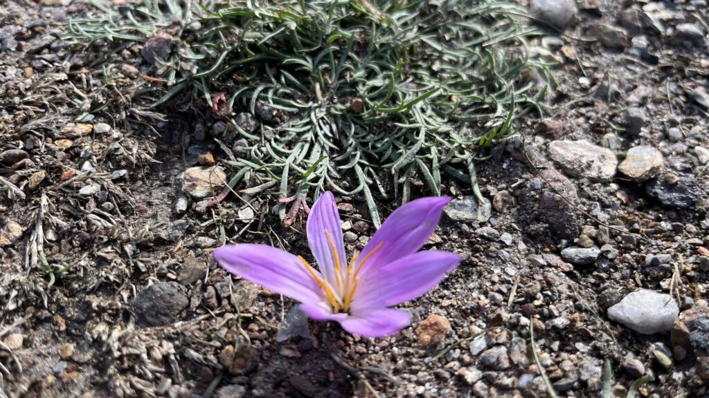 Herfsttijloos- krokus in de bergen rond Arouca