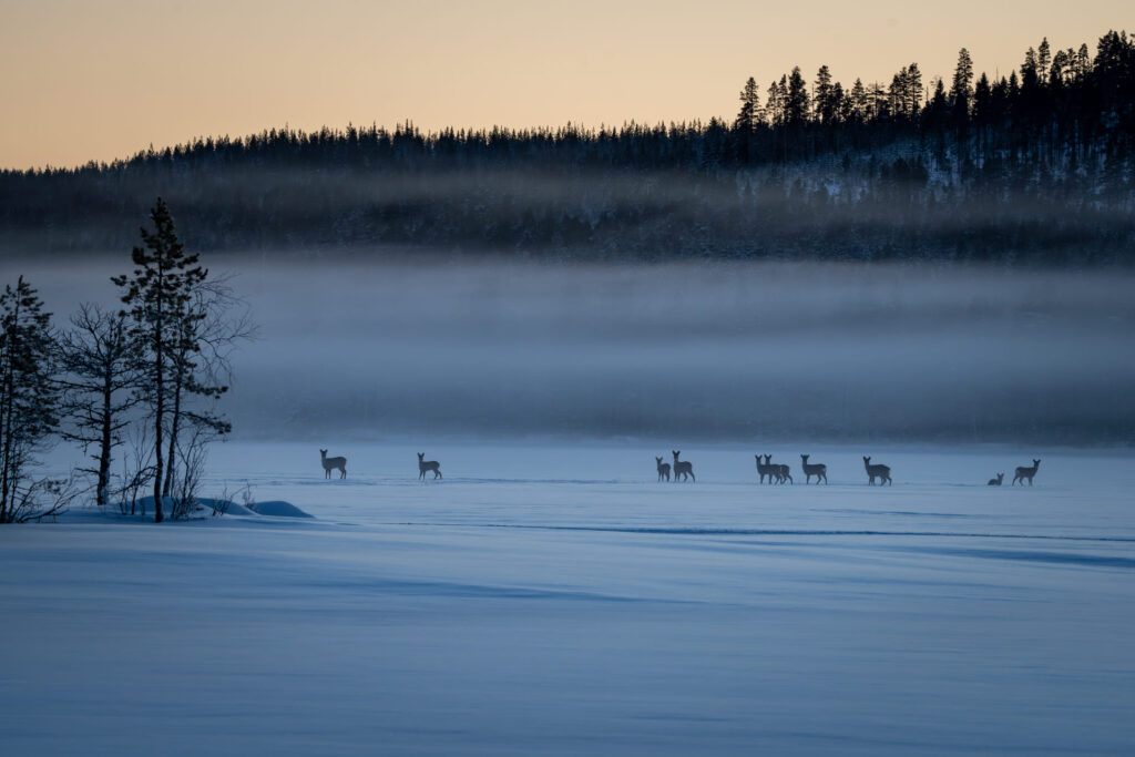 Ytterhogdal - deer in the snow