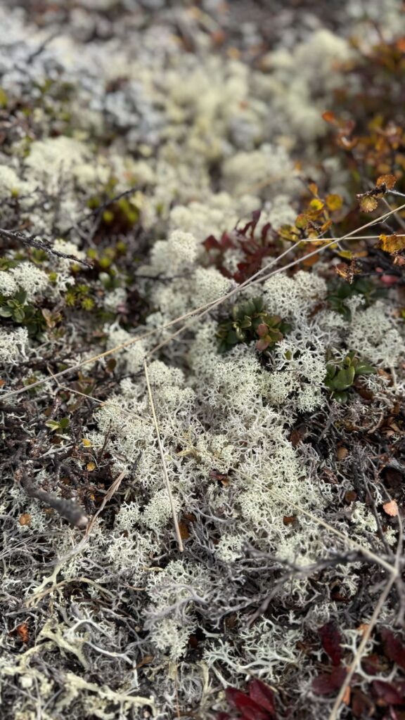 Dovrefjell National Park - lichen - food for musk oxen