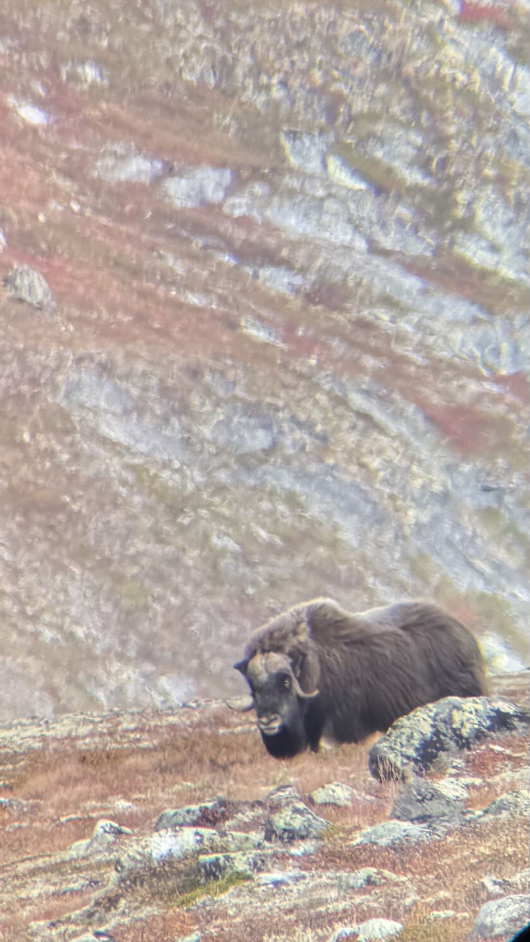 Dovrefjell National Park - musk oxen through a telephoto lens