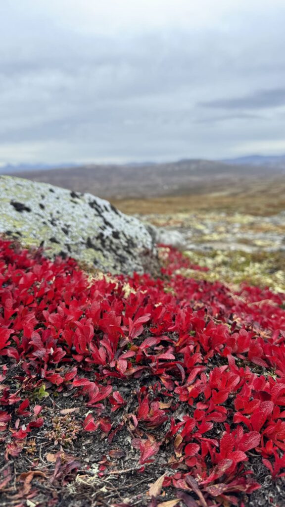 Dovrefjell Park - red plants