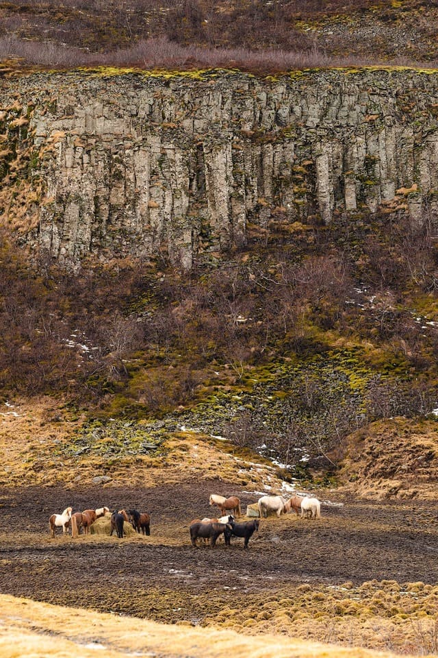 Icelandic horses in the wild