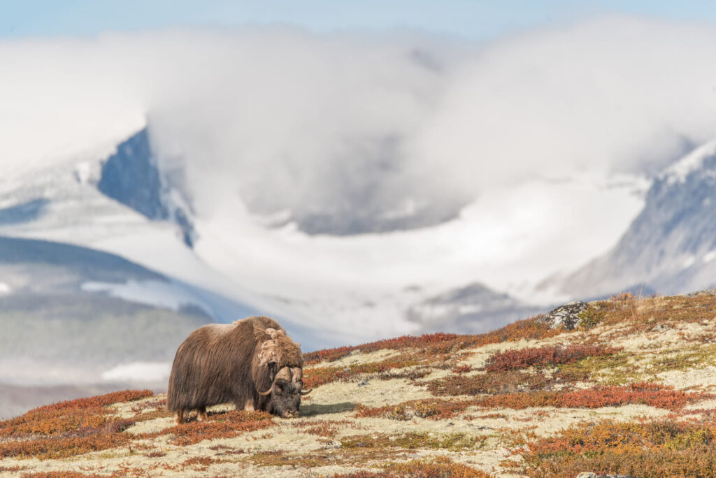 Dovrefjell Park - Musk Oxen - Oppdal Safari