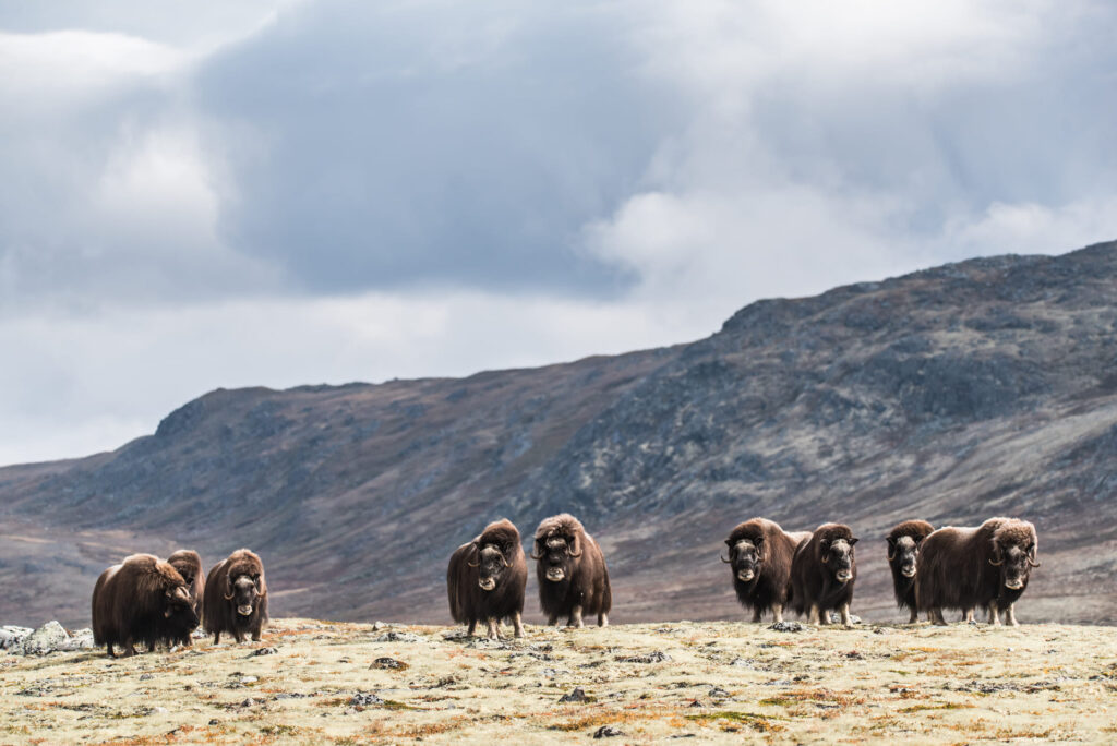Oppdal Safari - Musk Oxen on Dovrefjell