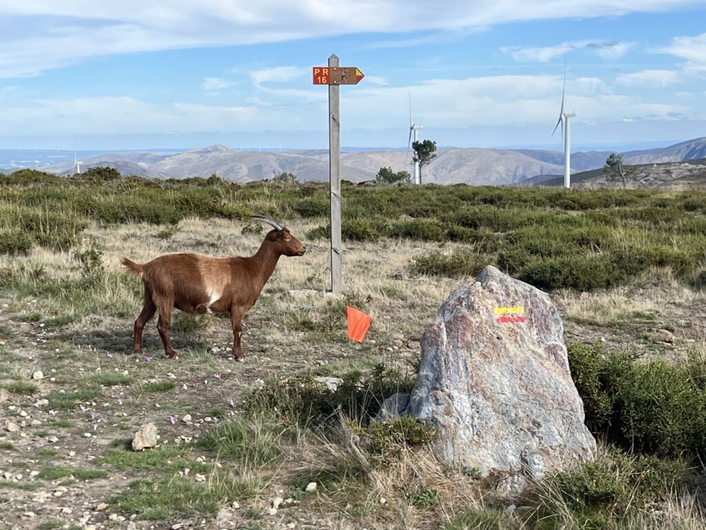 PR 16 S. Pedro Velho i- rondwandelingArouca Geopark -geiten