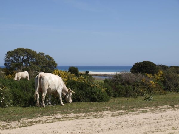 I Liberotti - Sardinie - koeien bij strand