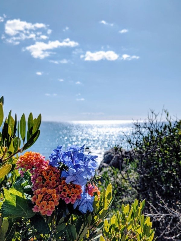 I Liberotti - Sardinie - bloemen aan zee