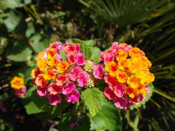 I Liberotti - Sardinie - bloemen