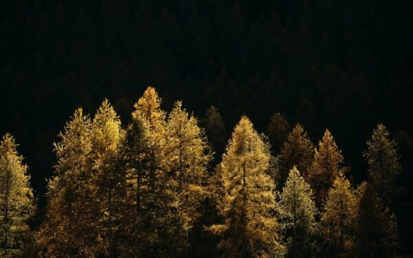 camping_mistral_herfstbos - avond