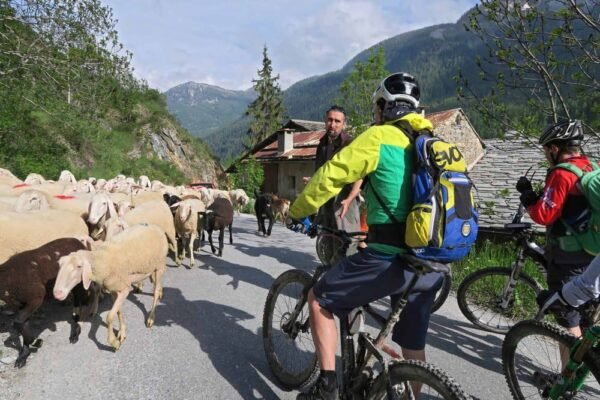 camping-mistral_valle maira-schapen op straat - fietsers