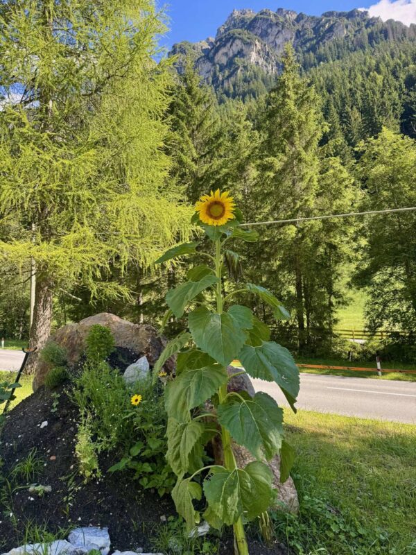 Nature House - Brennero - zonnebloem